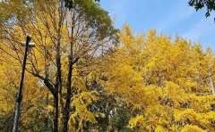 天井可以养花吗?